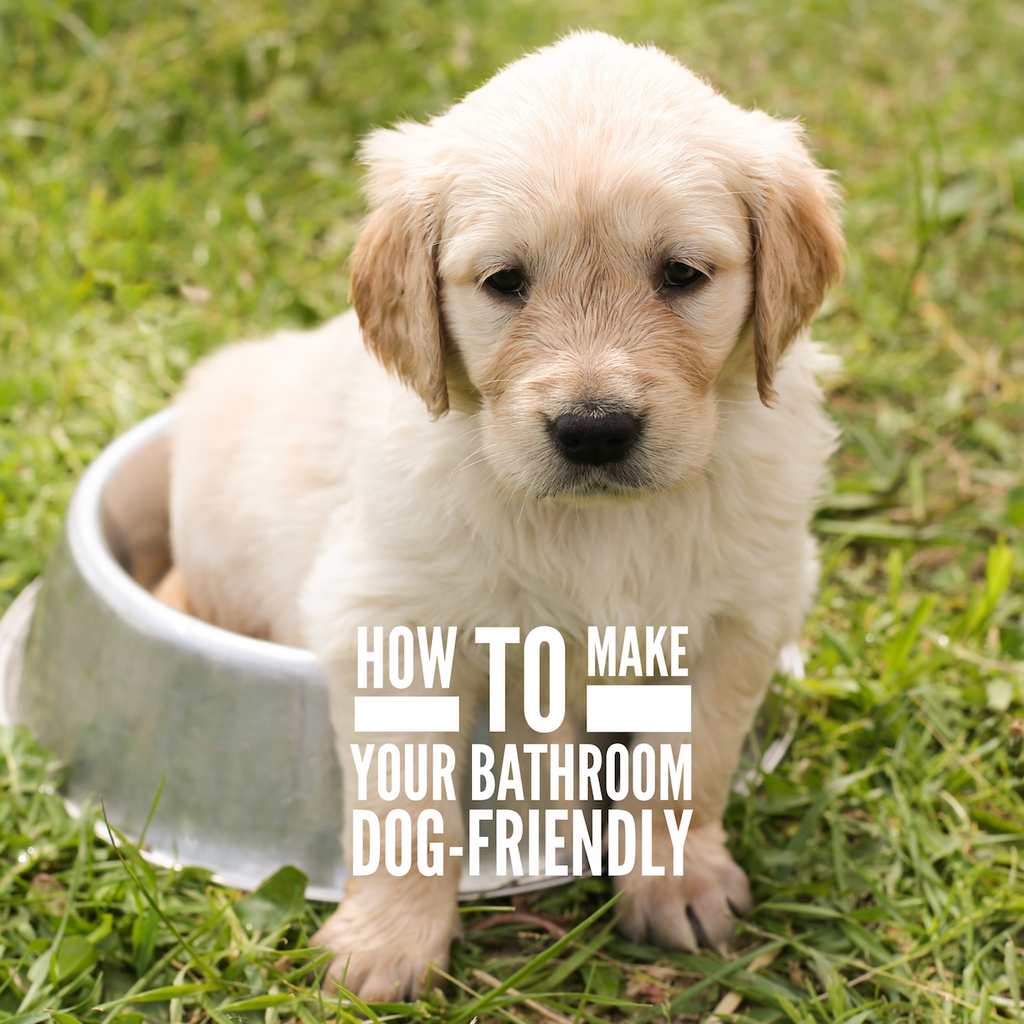 How to make your bathroom dog-friendly